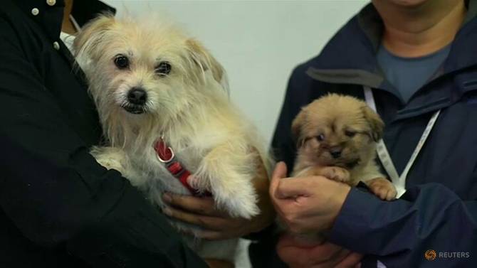 外媒:中国首个克隆明星宠物狗诞生