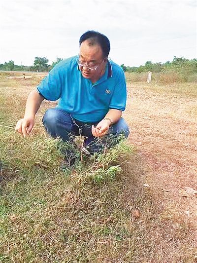  2018年12月26日，白昌军在柬埔寨暹粒工作。这是他生前最后一个工作场景的记录。 中国热带农业科学院提供