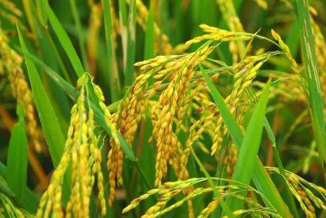 我科学家成功克隆水稻耐寒基因 基因编辑技术让水稻不再“怕冷”