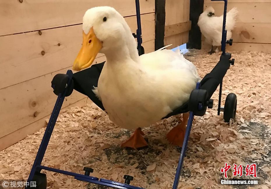 暖心天生跛脚小鸭子获得微型轮椅学会走路