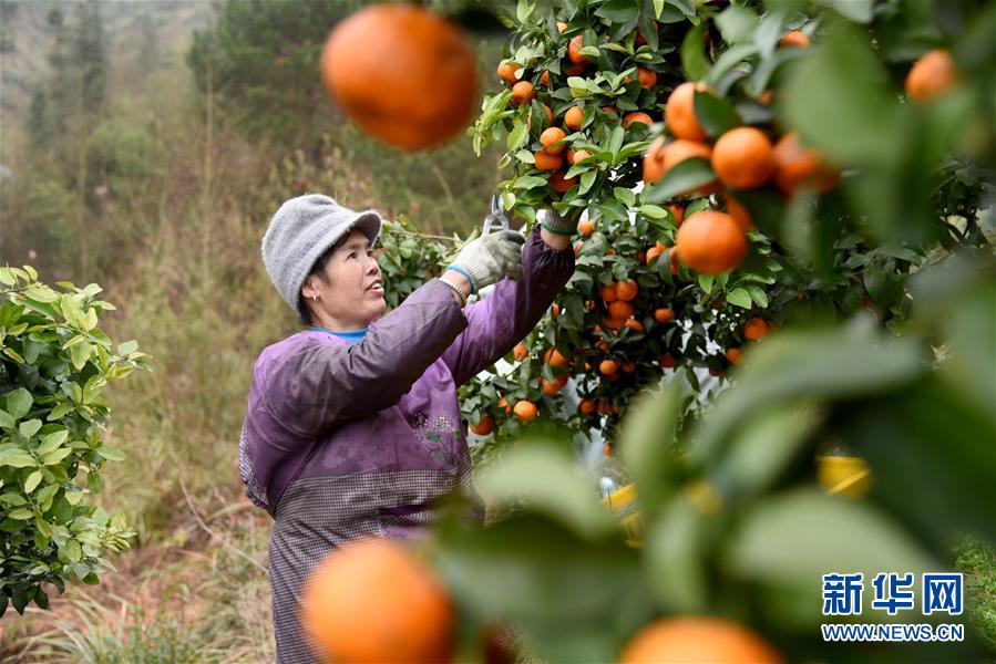 #（经济）（2）贵州榕江：砂糖橘丰收上市