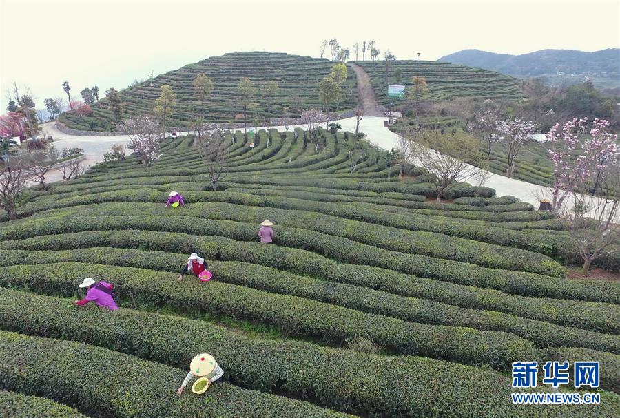 （经济）（1）福建福鼎：茶产业助力乡村振兴百姓致富