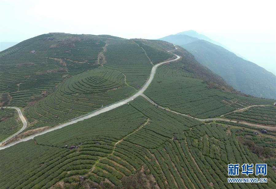 （经济）（2）福建福鼎：茶产业助力乡村振兴百姓致富