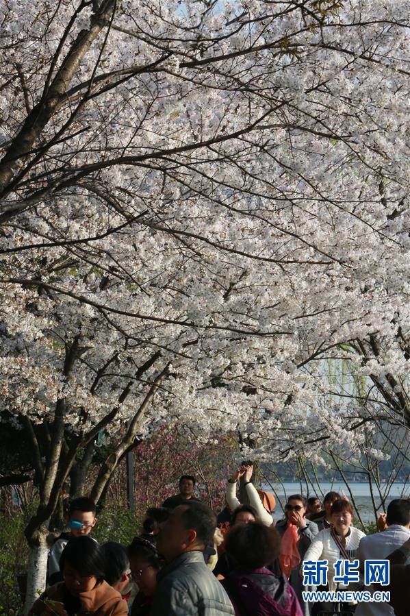 #（春季美丽生态）（4）周末赏樱享春光