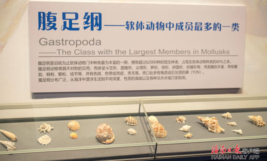 中国(海南)南海博物馆为迎接博鳌亚洲论坛2019年年会开启四大全新展览，多角度展示南海文化。海南日报记者 宋国强 摄