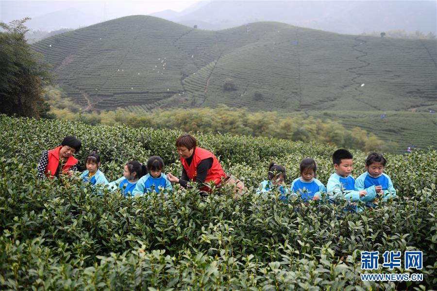 （社会）（1）浙江湖州：儿童体验采春茶