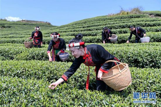 （社会）（2）福建福鼎：春茶飘香