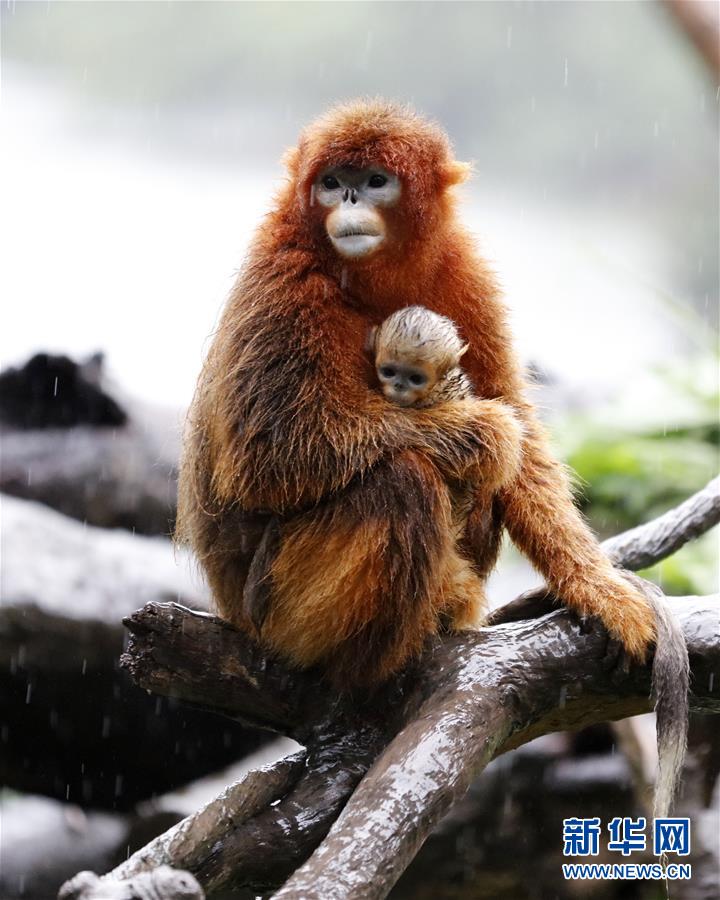 （环境）（4）广州长隆成功繁育第13只川金丝猴