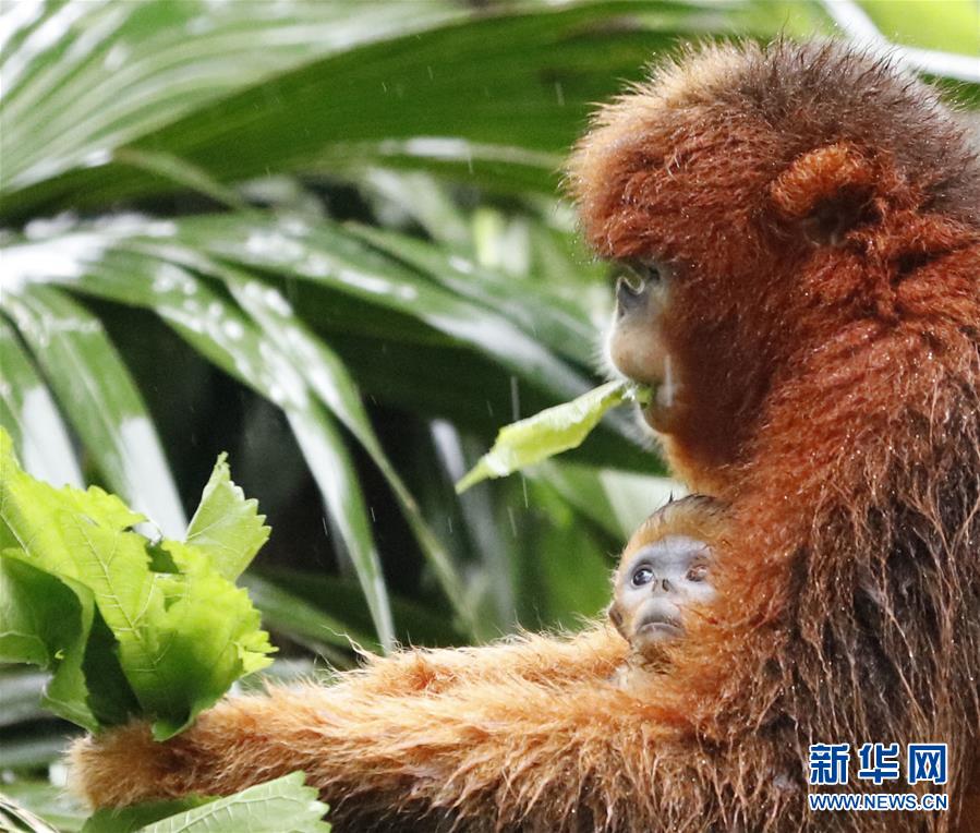 （环境）（2）广州长隆成功繁育第13只川金丝猴