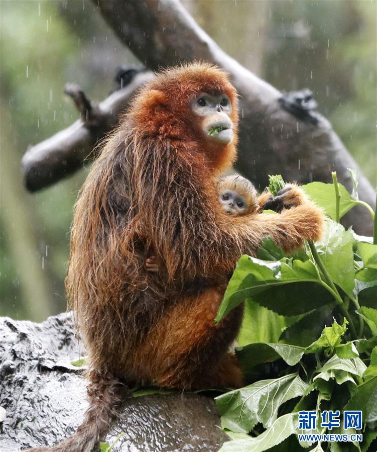 （环境）（1）广州长隆成功繁育第13只川金丝猴