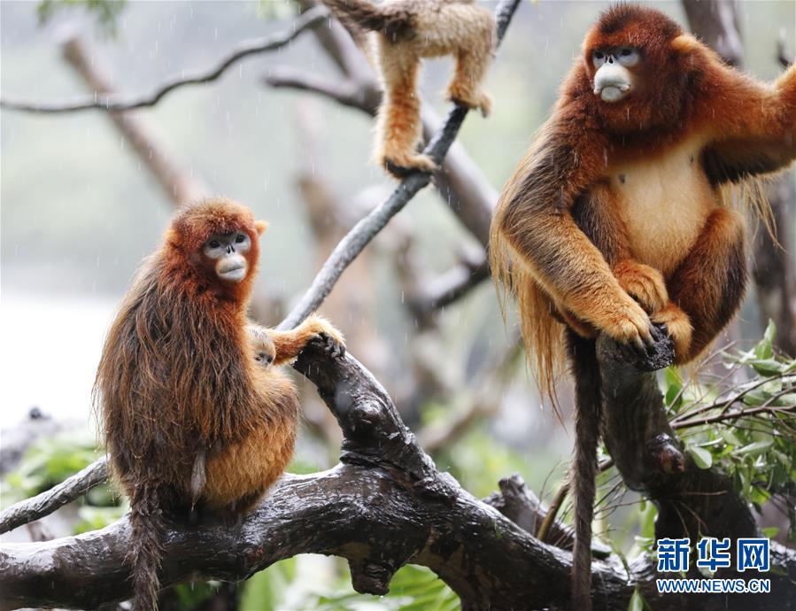 （环境）（5）广州长隆成功繁育第13只川金丝猴
