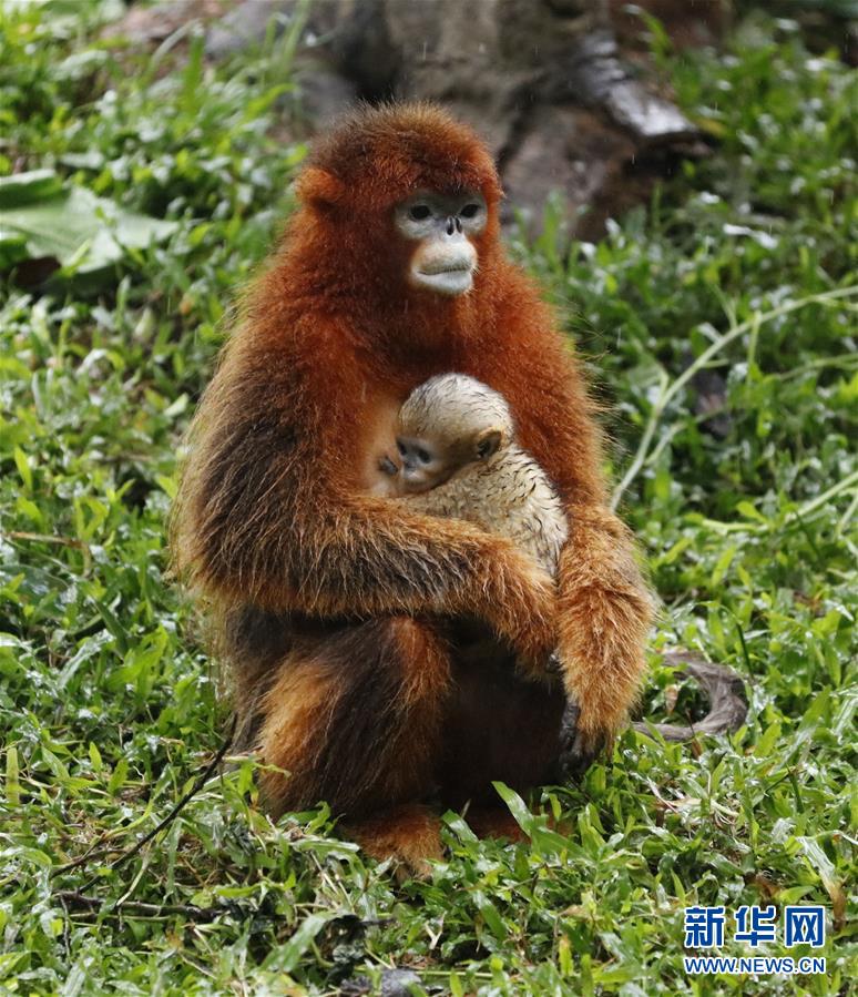 （环境）（3）广州长隆成功繁育第13只川金丝猴
