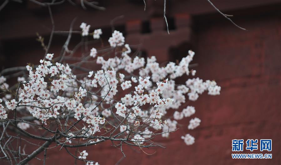 （美丽中国）（6）拉萨: 山寺桃花始盛开