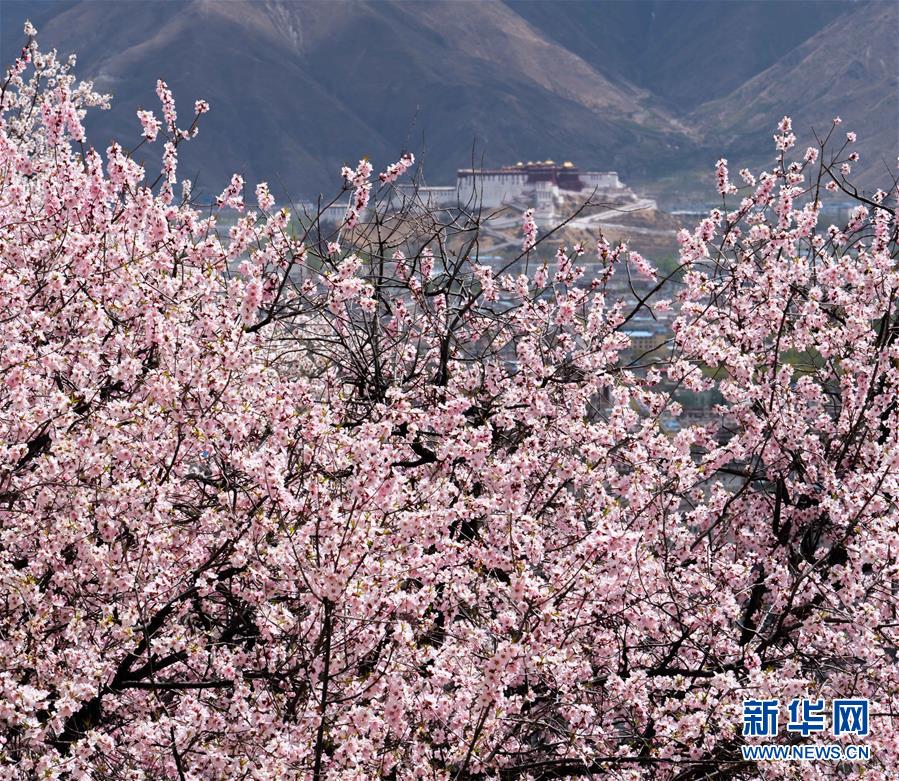 （美丽中国）（10）拉萨: 山寺桃花始盛开
