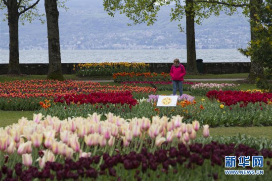 （国际）（4）瑞士莫尔日举办郁金香节