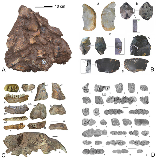 科学家发现向早期现代人连续演化的更新世中期人类头骨化石