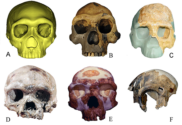 科学家发现向早期现代人连续演化的更新世中期人类头骨化石