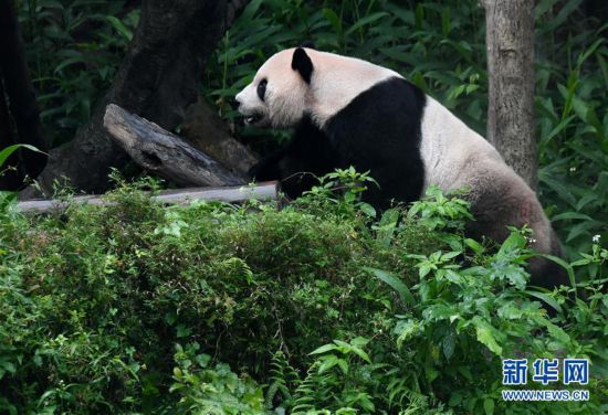 （社会）（1）赠台大熊猫十年迎客两千余万