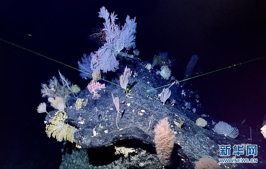 （图文互动）（4）“科学”号在马里亚纳海沟发现多处罕见“海底花园”
