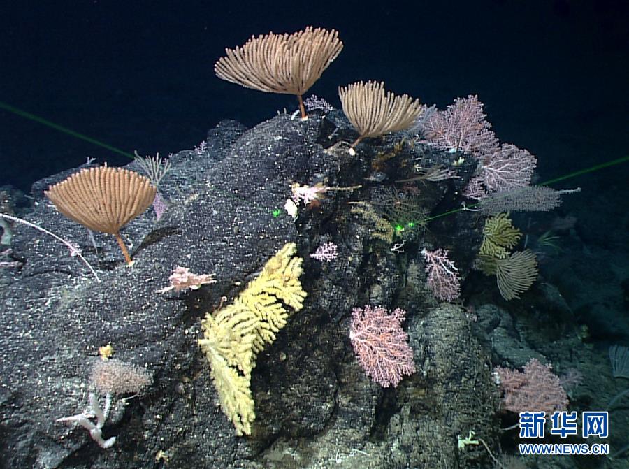 （图文互动）（5）“科学”号在马里亚纳海沟发现多处罕见“海底花园”