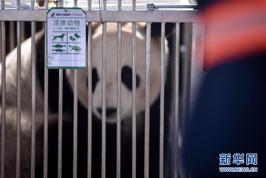 （图文互动）（1）大熊猫首次“落户”高原城市西宁