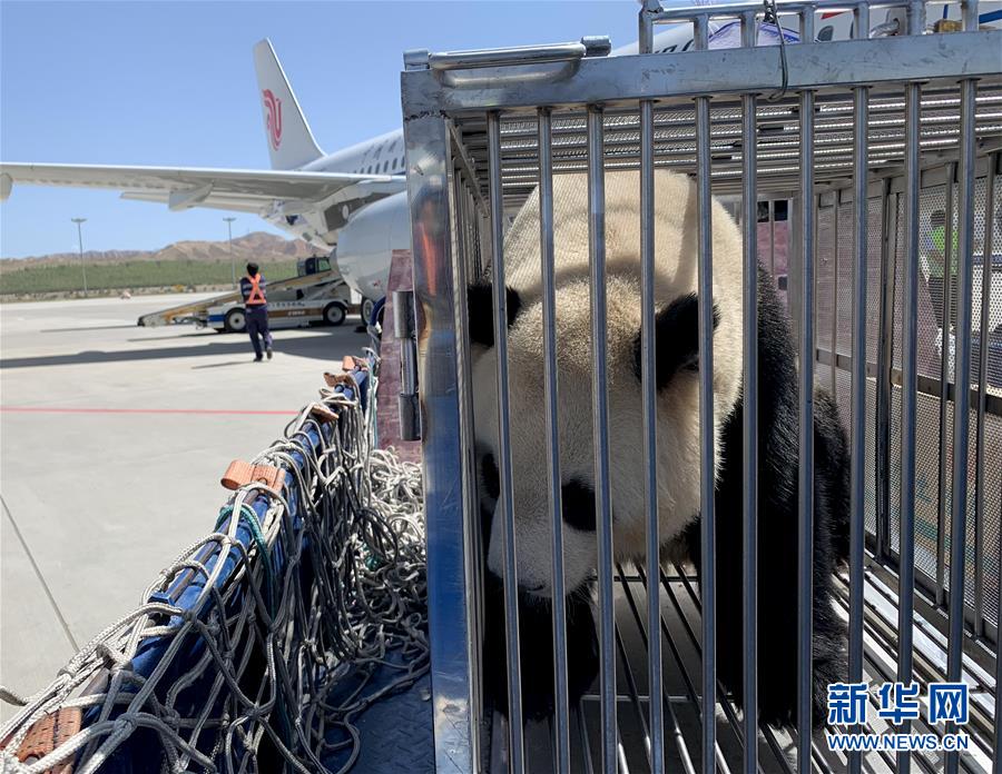 （图文互动）（4）大熊猫首次“落户”高原城市西宁