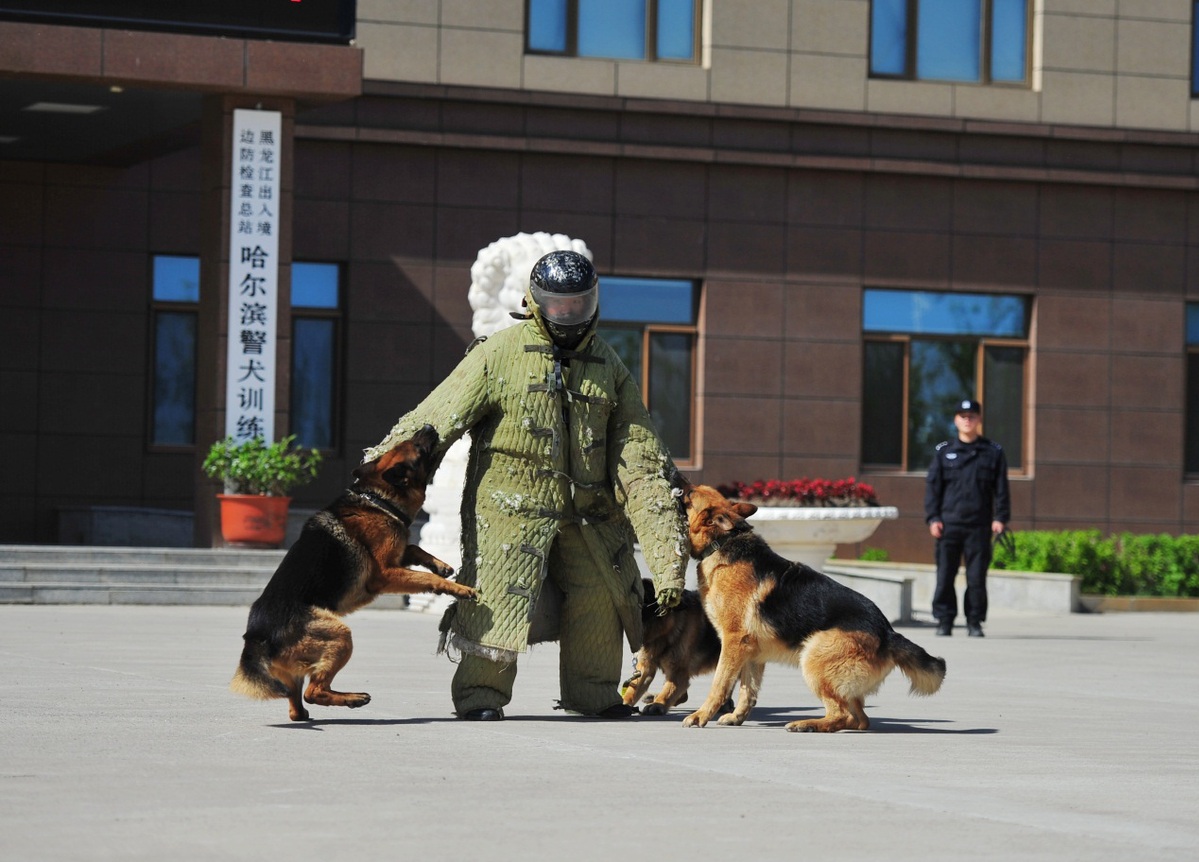 总站带犬民警培训暨工作犬复训班结业考核在哈尔滨警犬训练基地举行