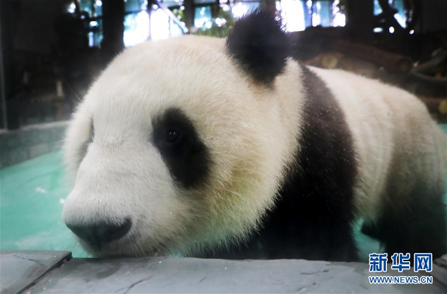 （社会）（1）大熊猫“风光兄弟”光临上海