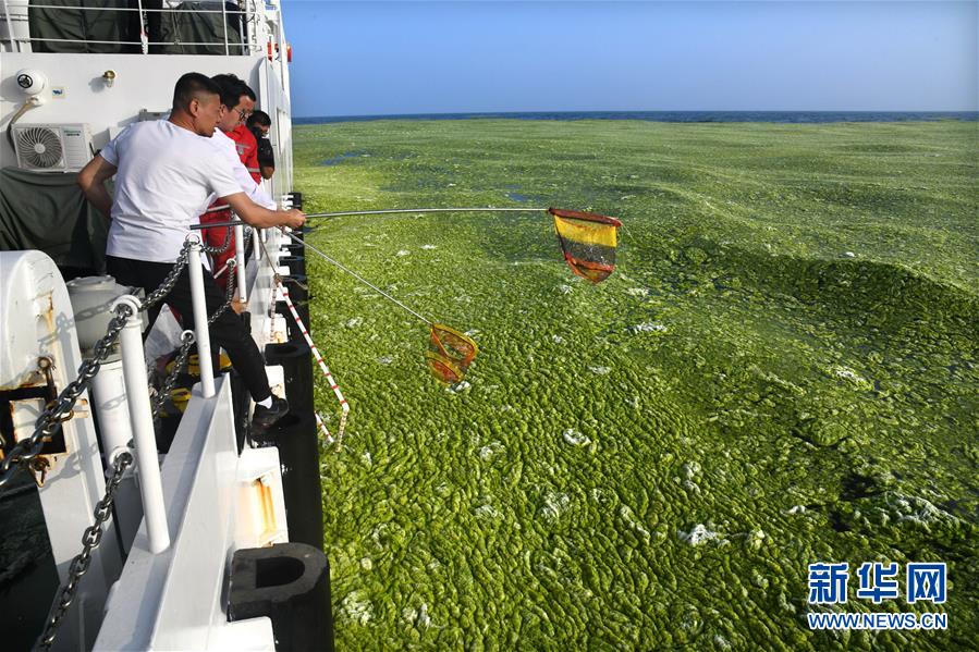 （环境）（5）黄海海域浒苔分布面积超过5万平方公里