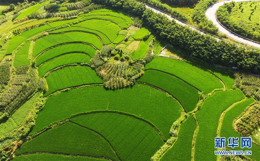 （美丽中国）（3）田园夏日美如画