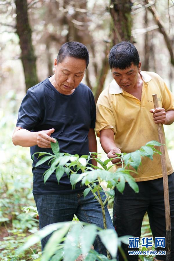 （環(huán)境）（4）20余載植樹造林 萬畝荒山成森林