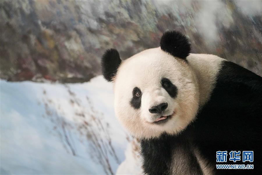 （社会）（4）大熊猫思嘉的“生日派对”