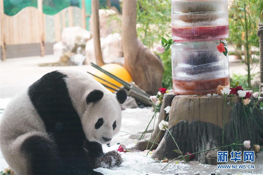 （社会）（6）大熊猫思嘉的“生日派对”
