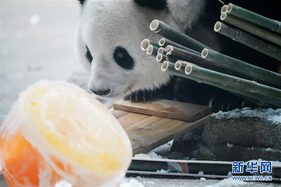 （社会）（8）大熊猫思嘉的“生日派对”