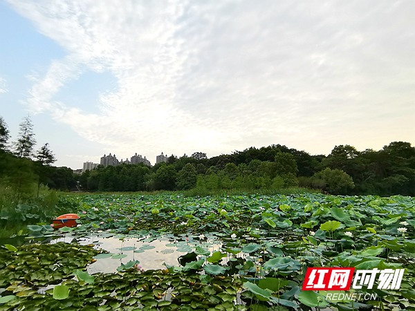 壮丽70年·奋斗新时代丨湘潭城市环境有多美？这些鸟儿告诉你