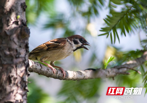 壮丽70年·奋斗新时代丨湘潭城市环境有多美？这些鸟儿告诉你