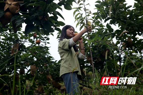 硕果累累香自溢 第五届矮寨高山金秋梨开园节举行