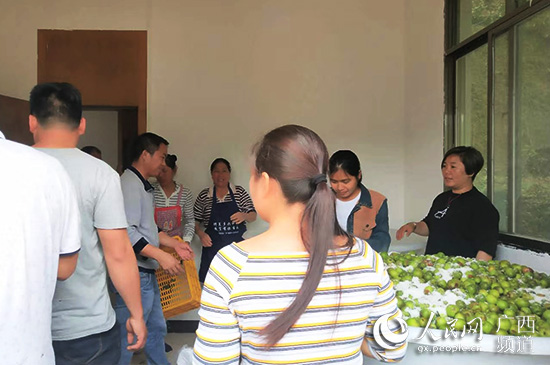 江碧英（右一）指导村民加工青梅