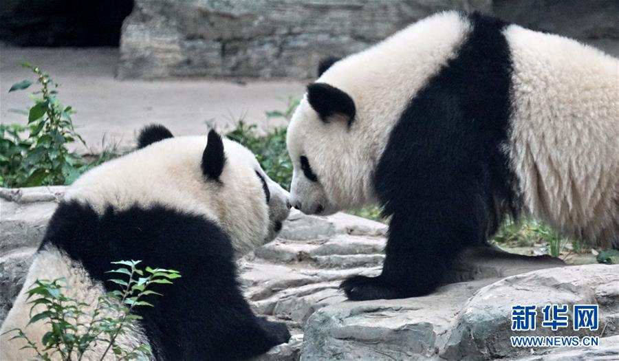 （社会）（1）双胞胎大熊猫“萌宝”和“萌玉”落户北京动物园