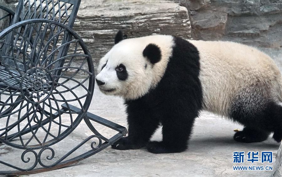 （社会）（3）双胞胎大熊猫“萌宝”和“萌玉”落户北京动物园