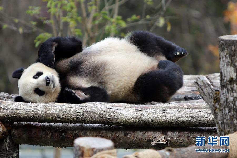 （图文互动）（4）四只大熊猫亮相“童话世界”九寨沟