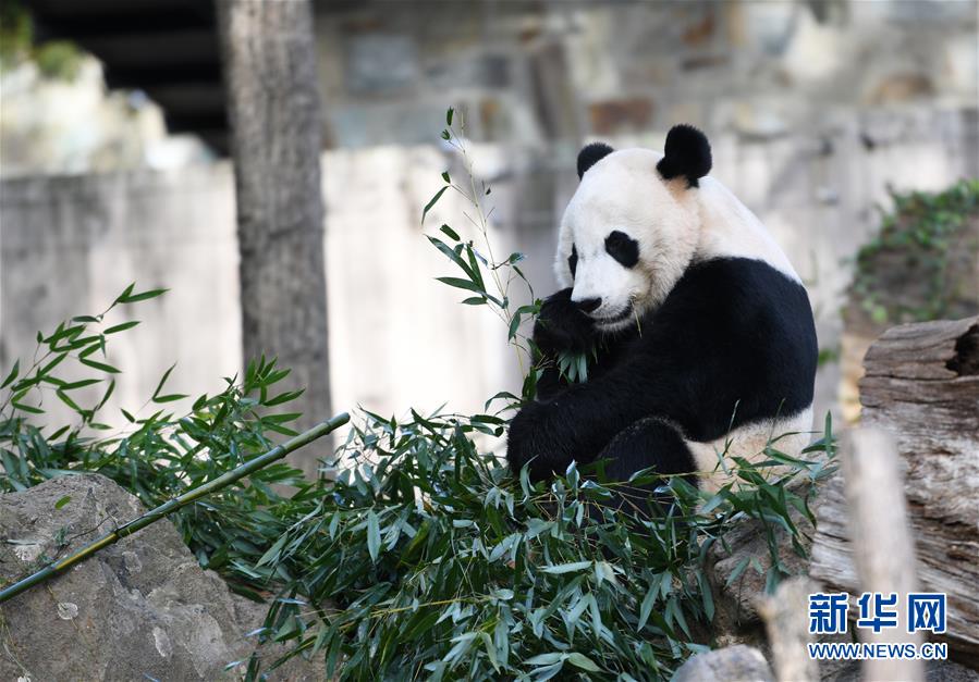 （国际）（3）旅美大熊猫“贝贝”回国欢送活动启动