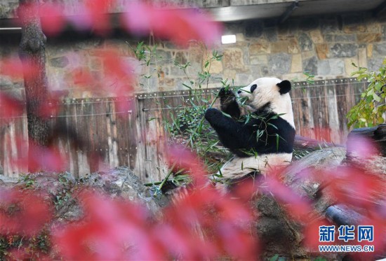 （国际）（2）旅美大熊猫“贝贝”启程回国