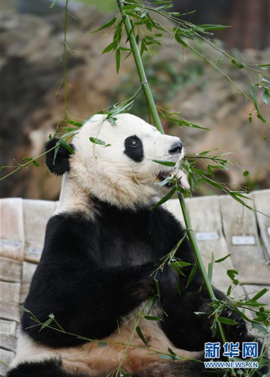 （国际）（3）旅美大熊猫“贝贝”启程回国