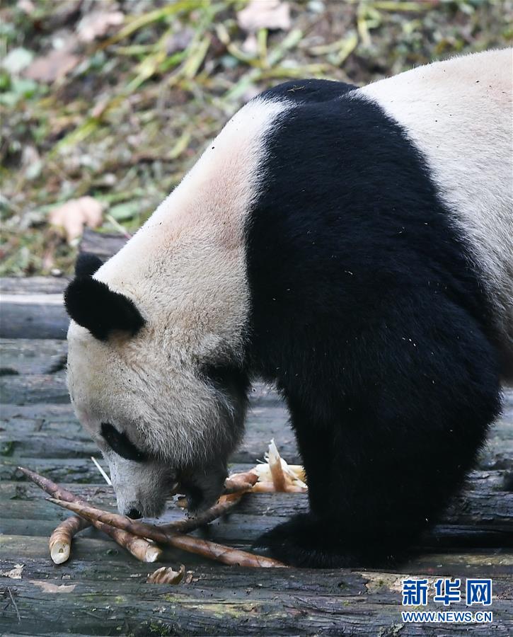 （社会）（6）旅美大熊猫“贝贝”回到四川