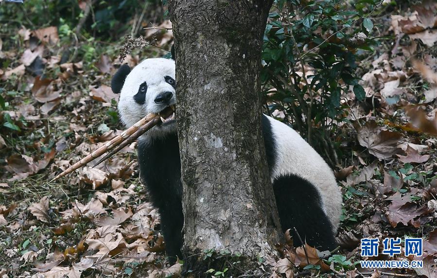 （社会）（7）旅美大熊猫“贝贝”回到四川