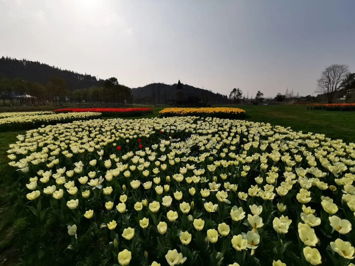 南昌市第三届郁金香花展在江西软件大学开启"云赏花"