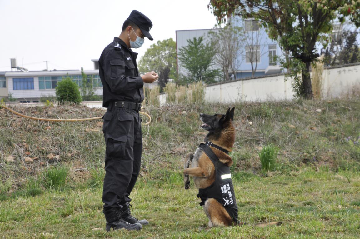 4月8日上午,云南省楚雄市公安局警犬训练基地全体训导员整装列队,为"