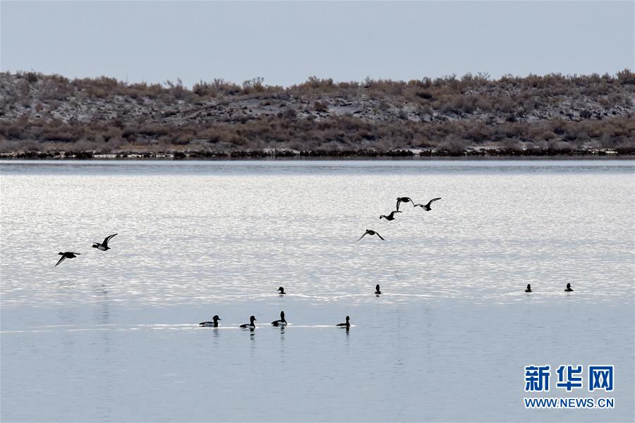 （春季美丽生态）（1）新疆乌伦古湖进入观鸟季