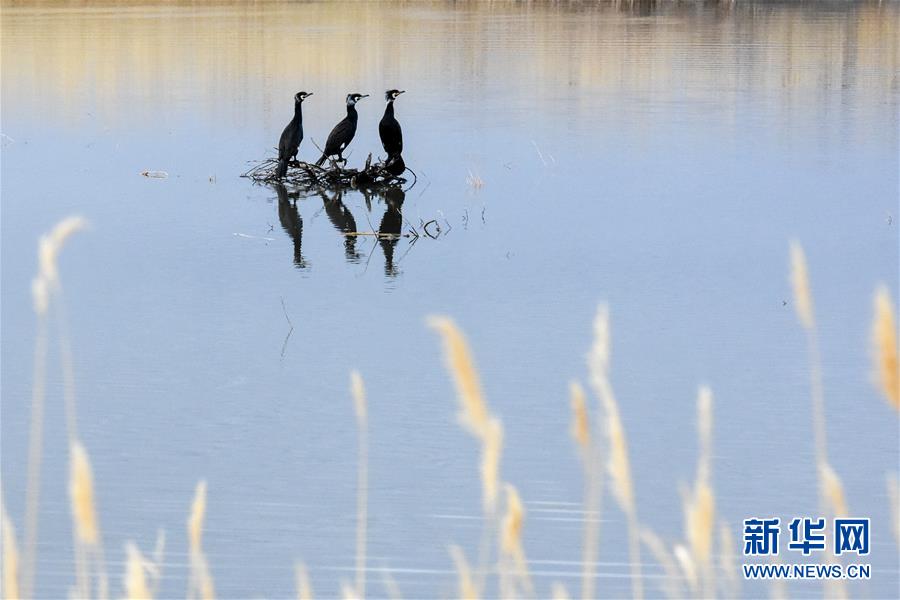 （春季美丽生态）（7）新疆乌伦古湖进入观鸟季